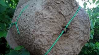 Huge Bee Swarm Captured in natural swarm trap by Durhams Bee Farm [upl. by Acinonrev13]