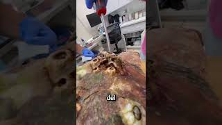 Proceso de extracción de percebes de una tortuga marina [upl. by Emmerich258]