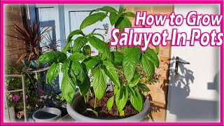 How to Grow Egyptian Spinach in Pots  Saluyot Tips  Manila London  Organic Gardening Vegan [upl. by Nnawtna]