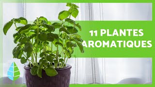 11 PLANTES AROMATIQUES DINTÉRIEUR 🌿 Usages et soins [upl. by Ennasil]