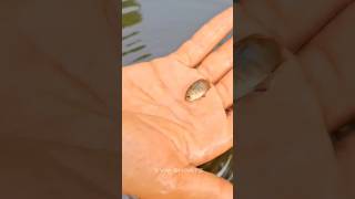 River fish 🐠 releasing in our fish tank 😲 trending malayalam riverfish youtubeshorts [upl. by Aciram]