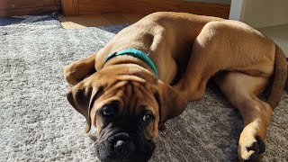 Bullmastiff  10 week old bullmastiff plays with kids [upl. by Marni]