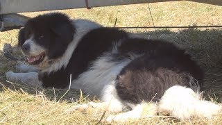 Karakachan dogs at Rozhen Festival 2015 [upl. by Rramal]