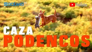 Caza con podencos DocumentalDescubre la auténtica cacería del podenco andaluz [upl. by Anitnahs]