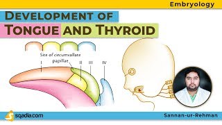 Development of Tongue and Thyroid  Embryology Video Lectures  Medical  VLearning  sqadiacom [upl. by Yenittirb358]