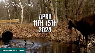 April 11th15th 2024 Tomahawk Wisconsin Trail Camera Highlights [upl. by Osnerol]