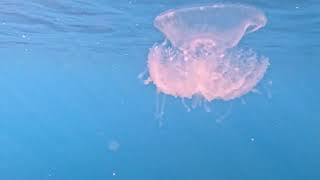 Crown JellyFish Eating a FIsh [upl. by Romaine66]