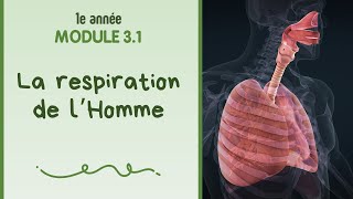 1e année  Module 31  La respiration chez lHomme [upl. by Ylro314]