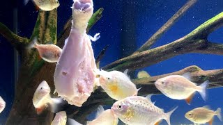 Piranha Fish Eating Chicken Baby Piranha Feeding vlog 22 [upl. by Barrus]