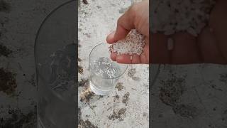 Homemade spry fertilizer jo podho mein daal degardeningplantsyoutubeshortsfertilizershortvideo [upl. by Russon]