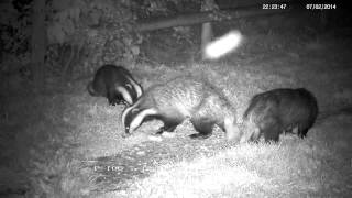 Badger whine growl chatter and chase   with sound [upl. by Wooster]