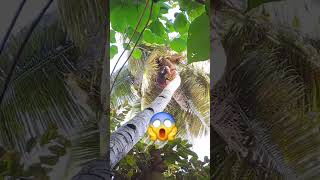 Buco pamore simplengbuhayprobinsya nature shorts youtubeshorts [upl. by Allenotna]