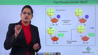 Class10th – Polymerization of Nucleotides  Biomolecules  Nucleic Acid  Tutorials Point [upl. by Rowen]