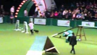 patterdale running at crufts [upl. by Lind]