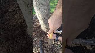 😷🏥 How to Remove Girdling Roots from a Tree 🌳 Master Arborist gardening [upl. by Adim]