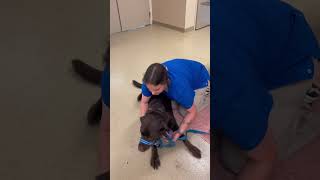 Skill 3 Canine Sternal Recumbency and Cephalic Venipuncture Restraint [upl. by Rodnas]