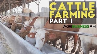 Cattle Farming Part 1  Cattle Farming in the Philippines  Agribusiness Philippines [upl. by Scribner]