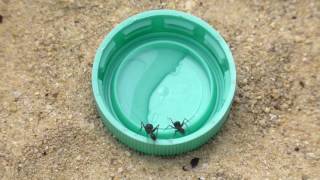 Camponotus nicobarensis Erste Erkundung [upl. by Icyaj677]