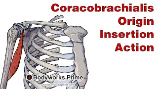 Coracobrachialis Anatomy Origin Insertion amp Action [upl. by Mosira]