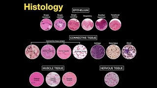 Introduction to Histology [upl. by Coop]