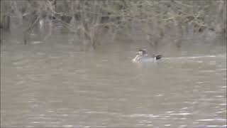 Baikal Teal Bishop Middleham [upl. by Ynad860]