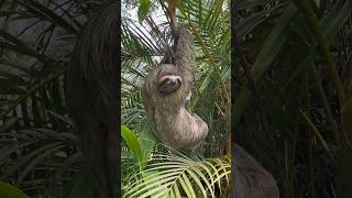 Nos visita un perezoso 🦥😍 puravida campo nature perezoso costarica relax escalando árboles [upl. by Busby597]