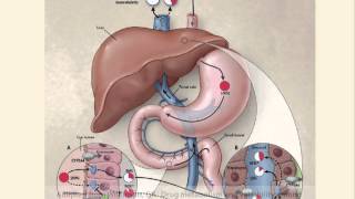 Pharmacokinetic Interactions How They Work [upl. by Vadim532]