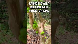 Jaboticaba Jabuticaba Brazilian Tree Grape FRUITS Tropical Tree [upl. by Crescint]