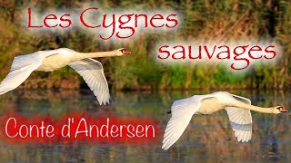 Livre audio  Les Cygnes sauvages conte dAndersen [upl. by Natek751]