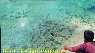 Nikmat❗Luar Biasa Ikan Di Depan Mata Tinggal Di Pancing Tak Perlu Ke Laut Dalam MancingMasohi [upl. by Albertine462]