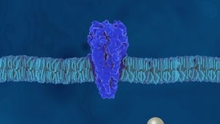 Aufbau und Eigenschaften der Proteine  Trailer Schulfilm Biologie [upl. by Sidras]