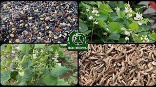 Hyacinth beans Lablab beans Lablab purpureus production [upl. by Meredi446]