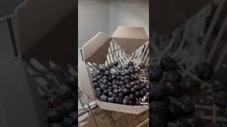 How to Clean Blueberries In 2024 [upl. by Mariano]