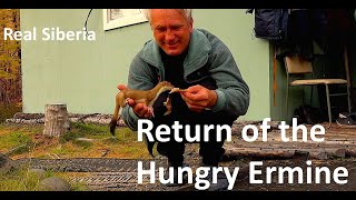 Return of the Hungry Еrmine Life in Siberia [upl. by Druci596]