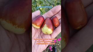 Harvesting Jujubee fruits from our potted Jujubee tree 从我的盆栽枣树上摘大枣 USDA 5b gardening [upl. by Anielram]