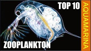 Top 10 types of zooplankton  zooplankton varieties [upl. by Daughtry]