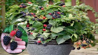 How To Grow Care And Harvesting Blackberry in pots  Gardening Tips [upl. by Aggarwal817]