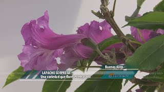 Lapacho Sorpresa una variedad que florece temprano [upl. by Nomrac]