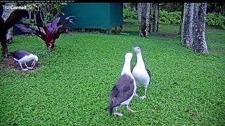 Laysan Albatross Practice Courtship With Dance Party – Mar 13 2018 [upl. by Iahs]