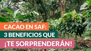 Consejos para sembrar cacao en sistemas agroforestales [upl. by Ahtoelc946]