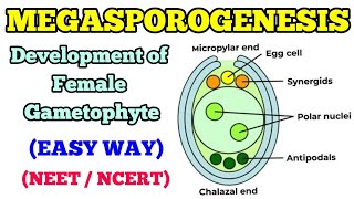 MEGASPOROGENESIS  DEVELOPMENT OF FEMALE GAMETOPHYTE EASY WAY [upl. by Ellegna]