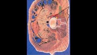 Simple ultrasound lumbar plexus block technique [upl. by Henriette]