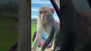 Inside the Chaos Monkeys Gone Wild on Car [upl. by Ahar997]