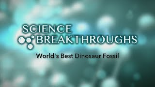 Worlds Best Dinosaur Fossil 2017 [upl. by Mcclain392]