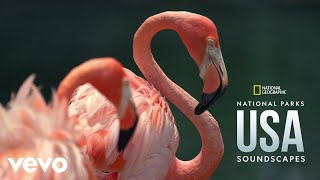 Spoonbill Sounds in Everglades National Park From quotNational Geographic Soundscapes Natio [upl. by Neeka747]