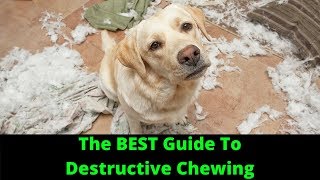 Stop Your Dog from Chewing Walls amp Baseboards Easy Solutions [upl. by Noam921]