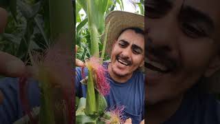 La Magia del Maíz Polinización y Crecimiento Naturalquot 🌽✨ campo plantas huerto vlog jardin [upl. by Norty]