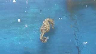 Seahorse Swimming [upl. by Rheta968]