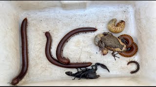 Awesome One Centipede Spotted with Beetle Grubs and Giant Scary Millipedes and other Poison Insects [upl. by Eenerb]