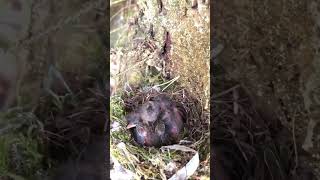 Flycatcher with chicks birdnesting nature nest [upl. by Dawaj]